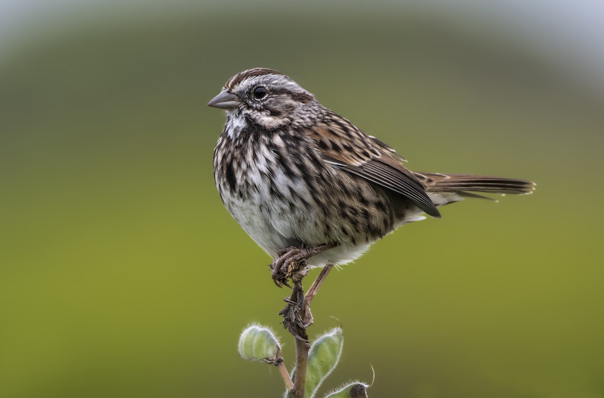 Song Sparrow - Jeff Maw