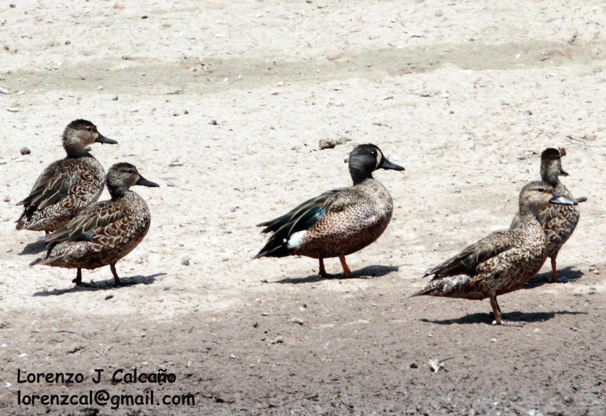 Blue-winged Teal - ML187653211