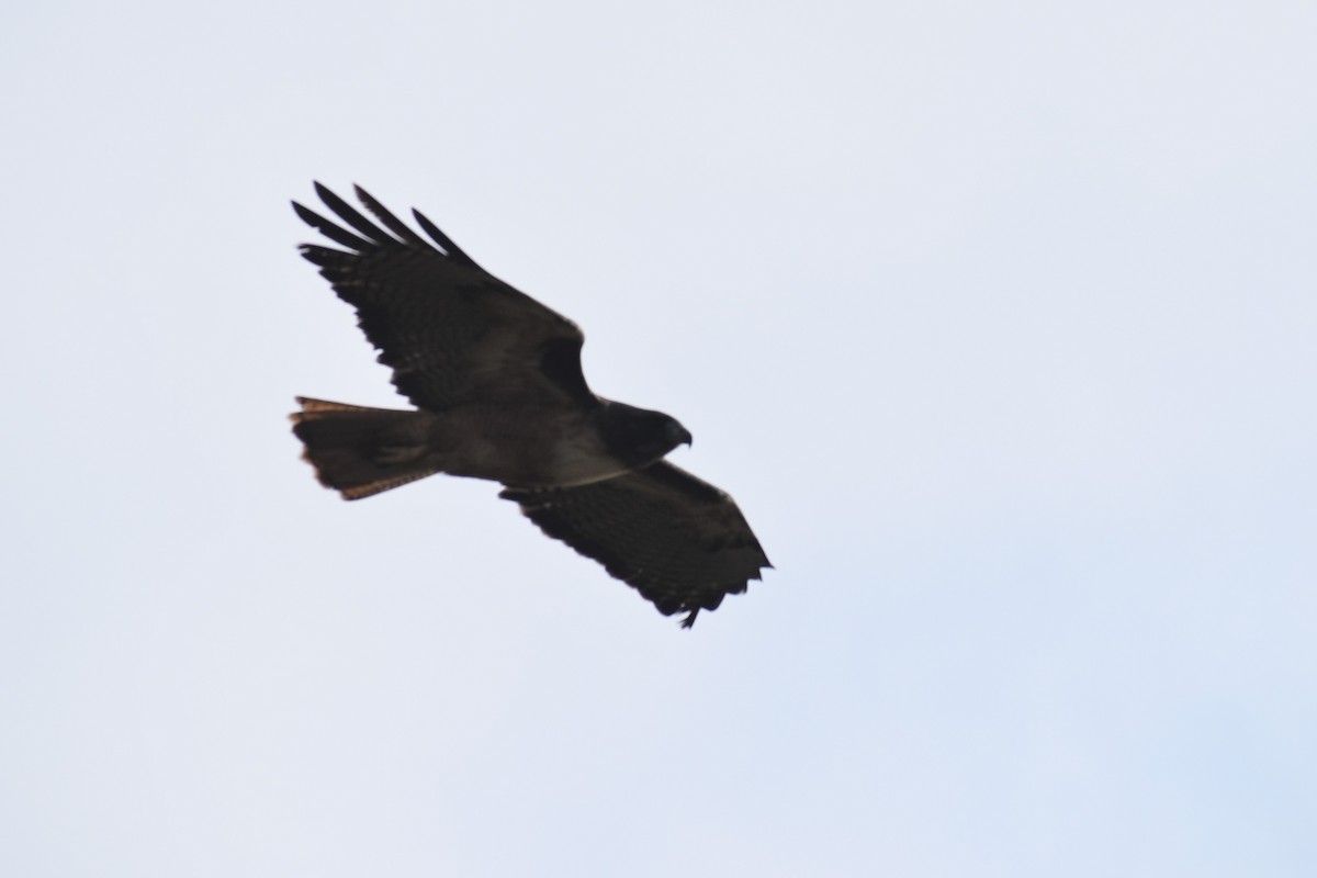 Red-tailed Hawk - ML187654811