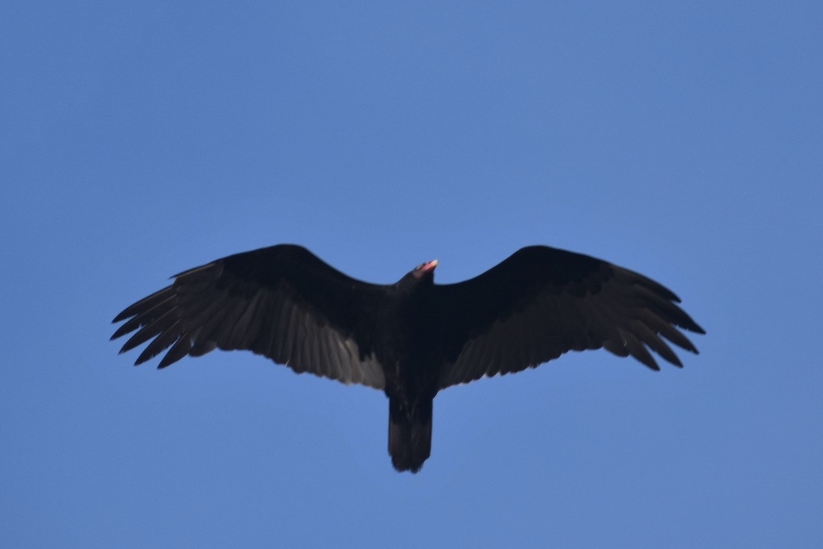 Turkey Vulture - ML187655011