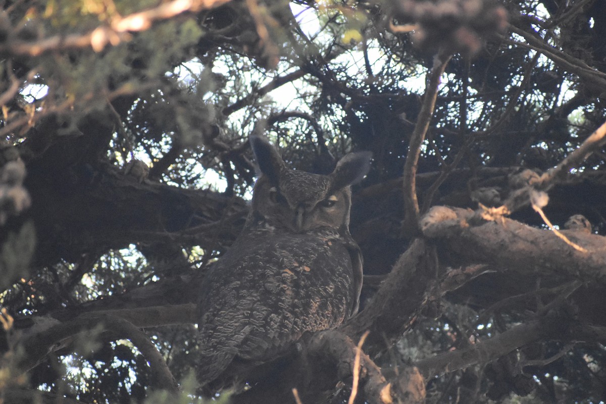 Great Horned Owl - ML187656031