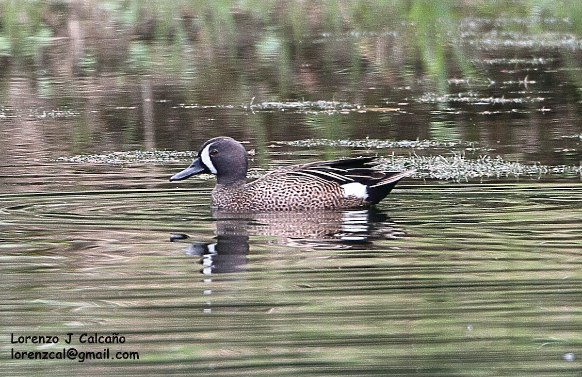 Blue-winged Teal - ML187656501