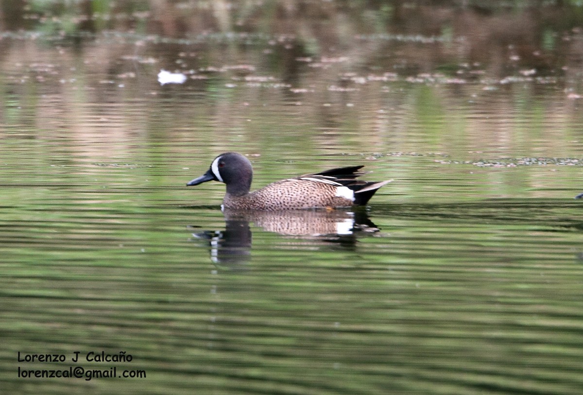 Blue-winged Teal - ML187656591