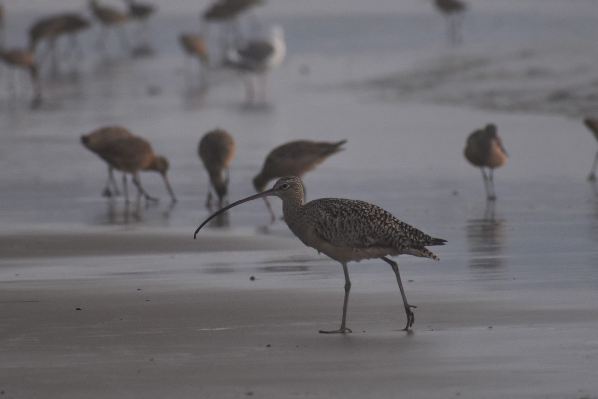 Long-billed Curlew - ML187656891