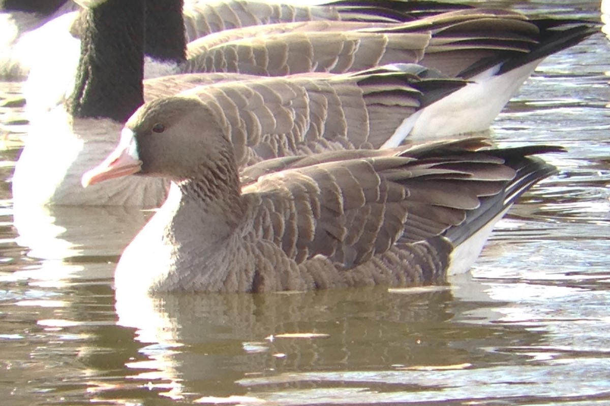 Greater White-fronted Goose - ML187660131