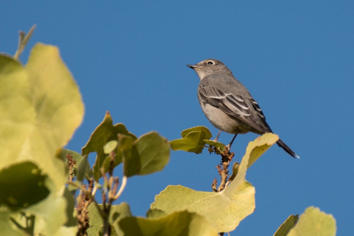 Townsend's Solitaire - Kayann Cassidy
