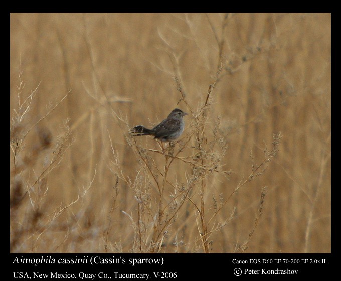 Cassin's Sparrow - Peter Kondrashov