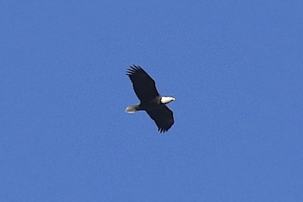 Bald Eagle - robert bowker