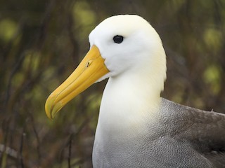  - Waved Albatross