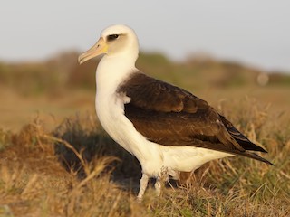  - Laysan Albatross