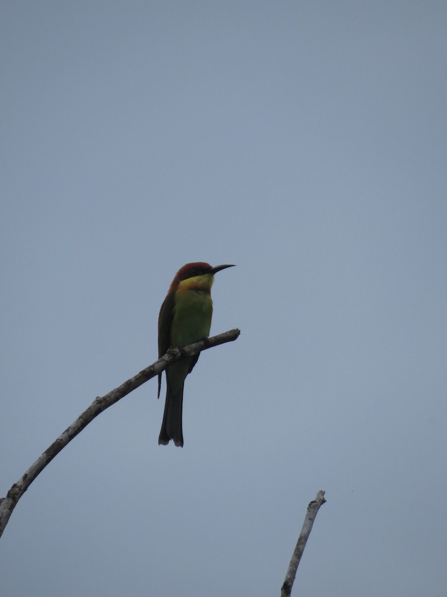 Chestnut-headed Bee-eater - ML187676131