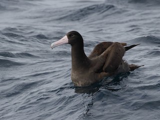  - Short-tailed Albatross