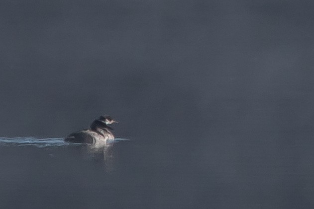 Red-necked Grebe - ML187681771