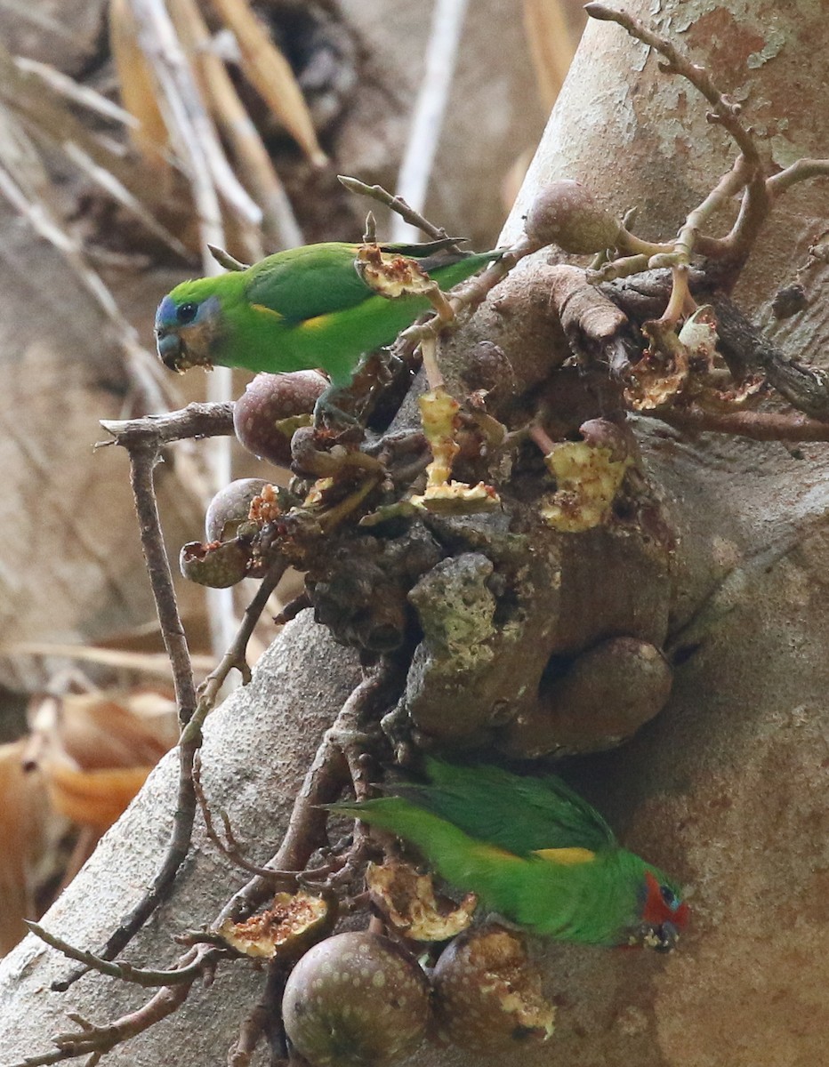 Double-eyed Fig-Parrot - ML187688001
