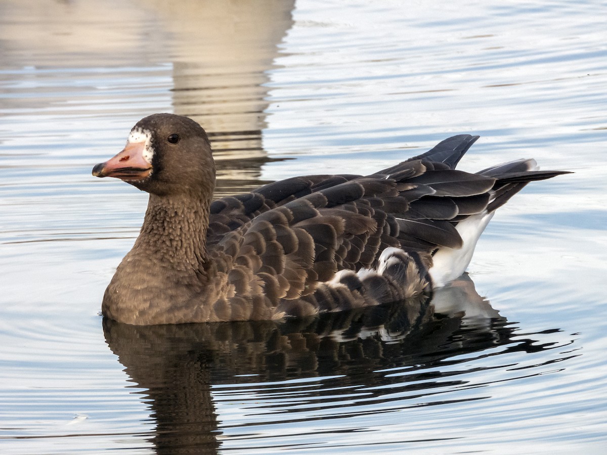 Greater White-fronted Goose - ML187692821
