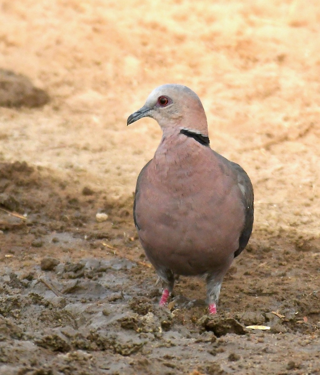 Red-eyed Dove - ML187694001