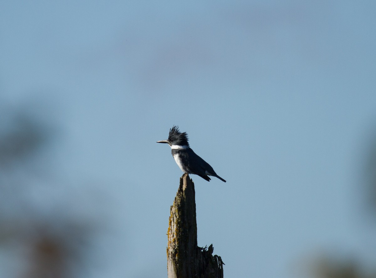Belted Kingfisher - Tanya Pluth
