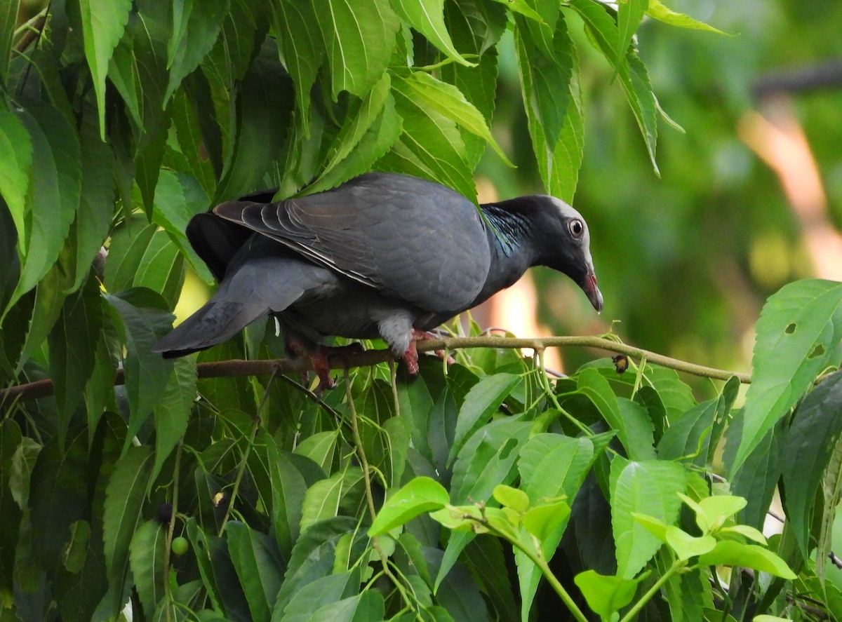 White-crowned Pigeon - ML187699181