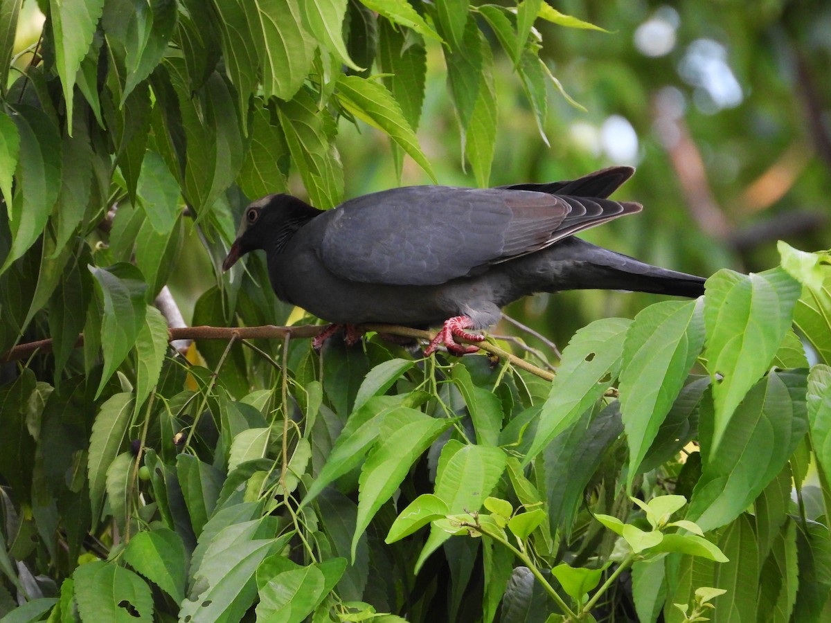 White-crowned Pigeon - ML187699211