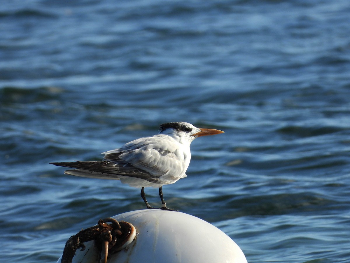 Royal Tern - Mourad Jabra