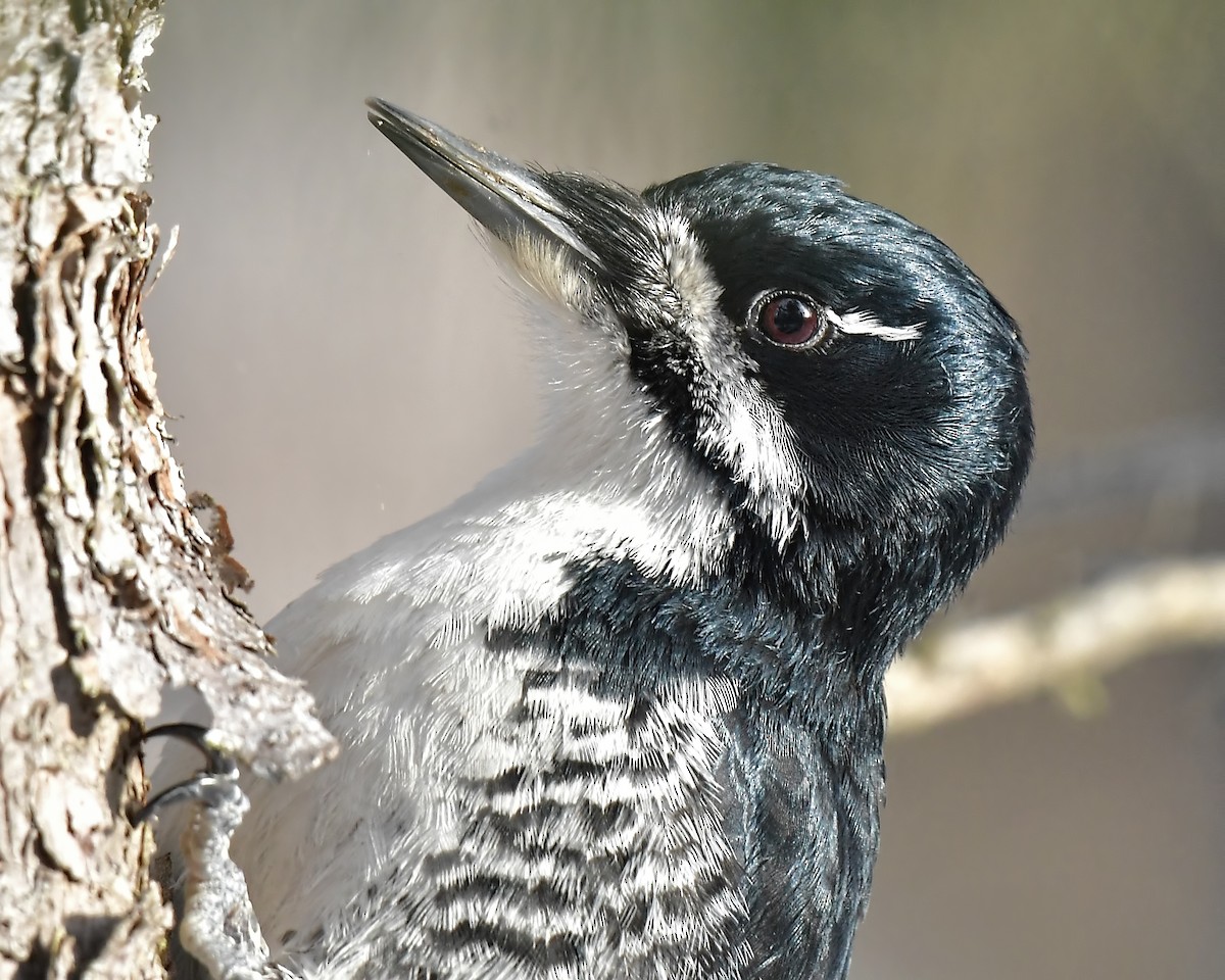 Black-backed Woodpecker - ML187711181