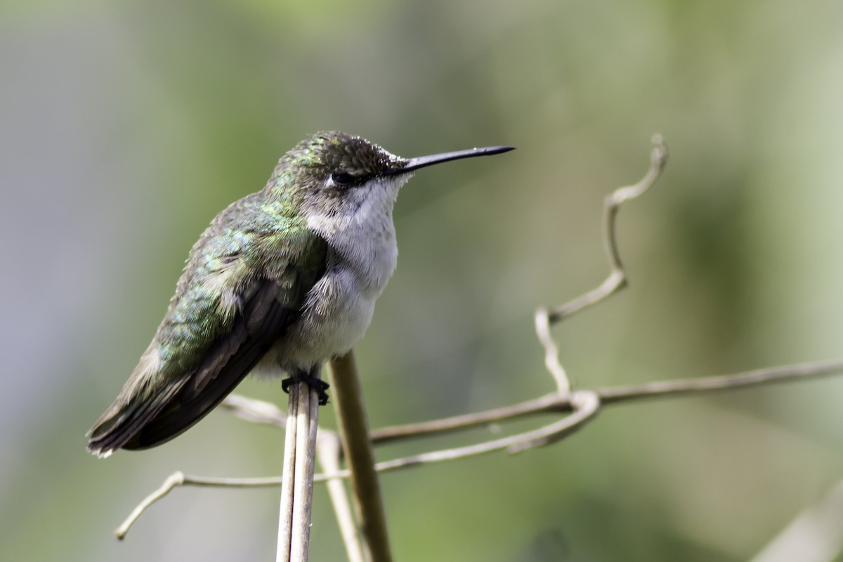Ruby-throated Hummingbird - Jorge Eduardo Ruano