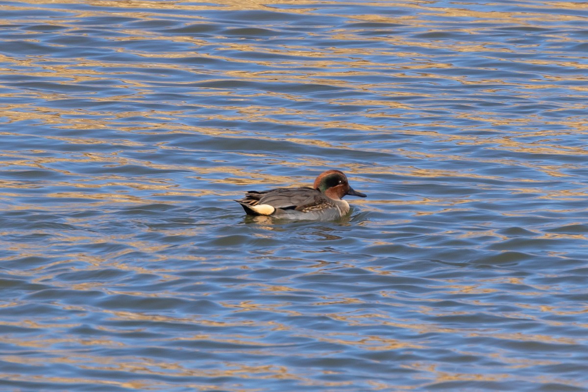 Green-winged Teal - Lee Wallace
