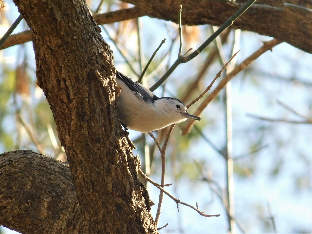 White-breasted Nuthatch - John Callahan