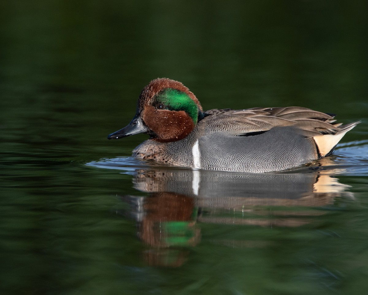 Green-winged Teal - ML187725701