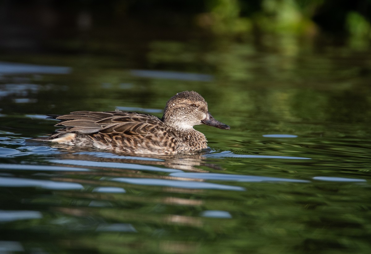 Green-winged Teal - ML187725761