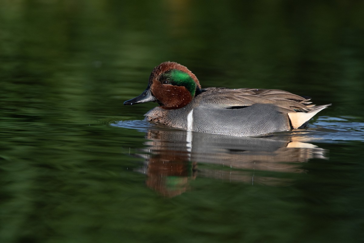 Green-winged Teal - ML187725841