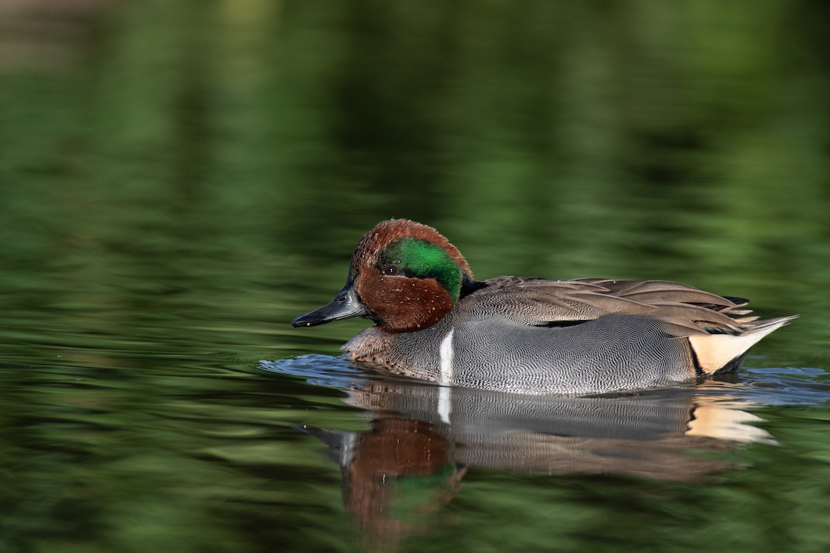 Green-winged Teal - ML187725871