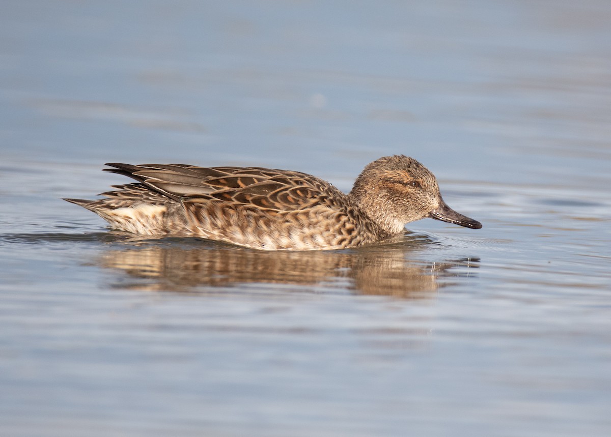 Green-winged Teal - ML187725891