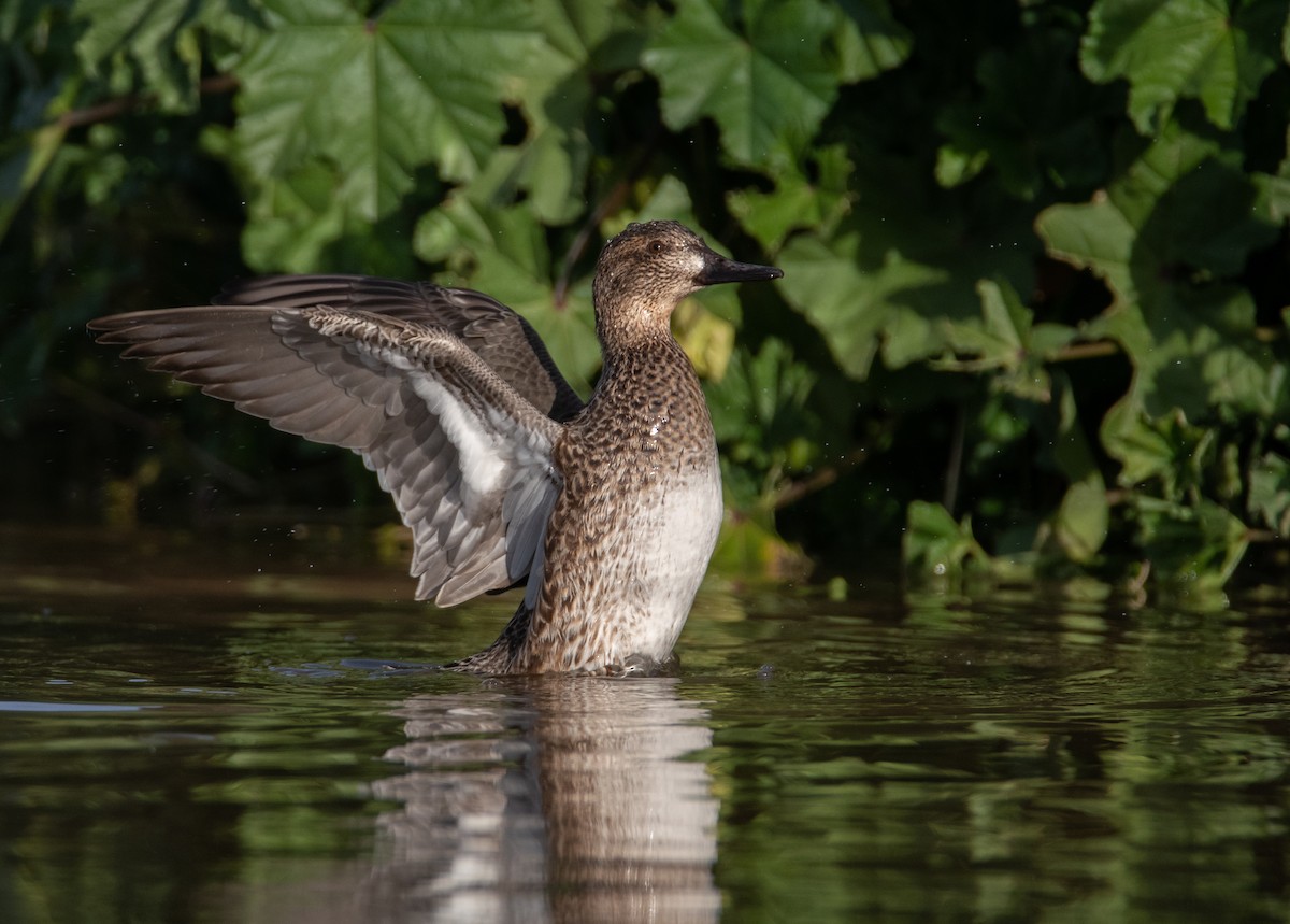 Green-winged Teal - ML187725921
