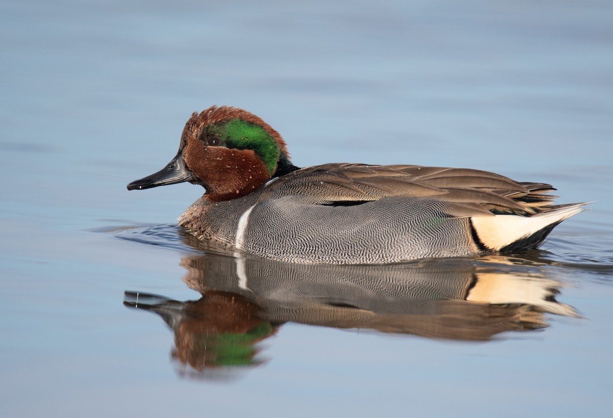 Green-winged Teal - ML187725951