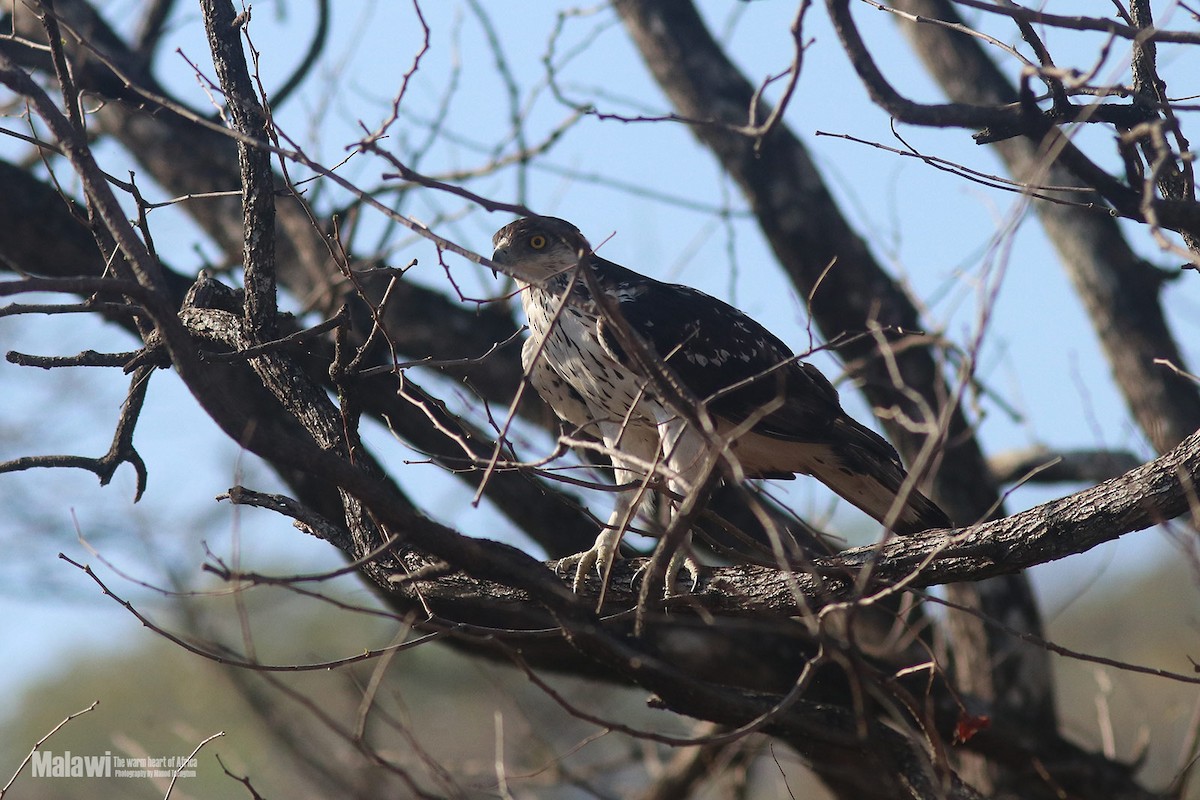 African Hawk-Eagle - Manod Taengtum