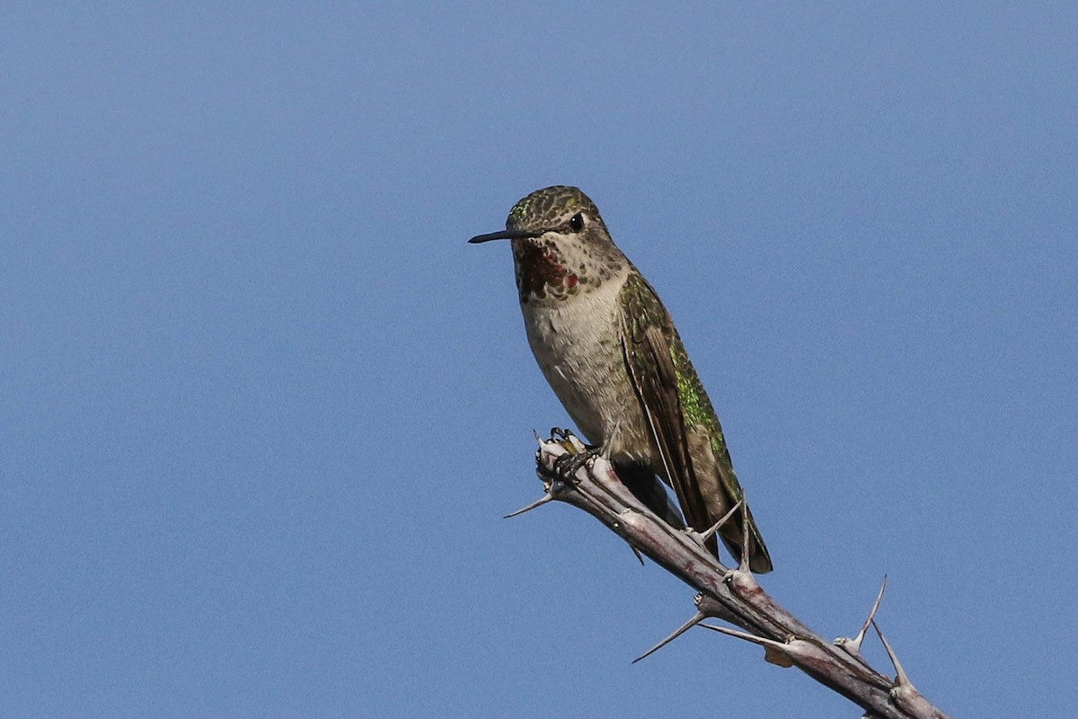Anna's Hummingbird - Scott Olmstead
