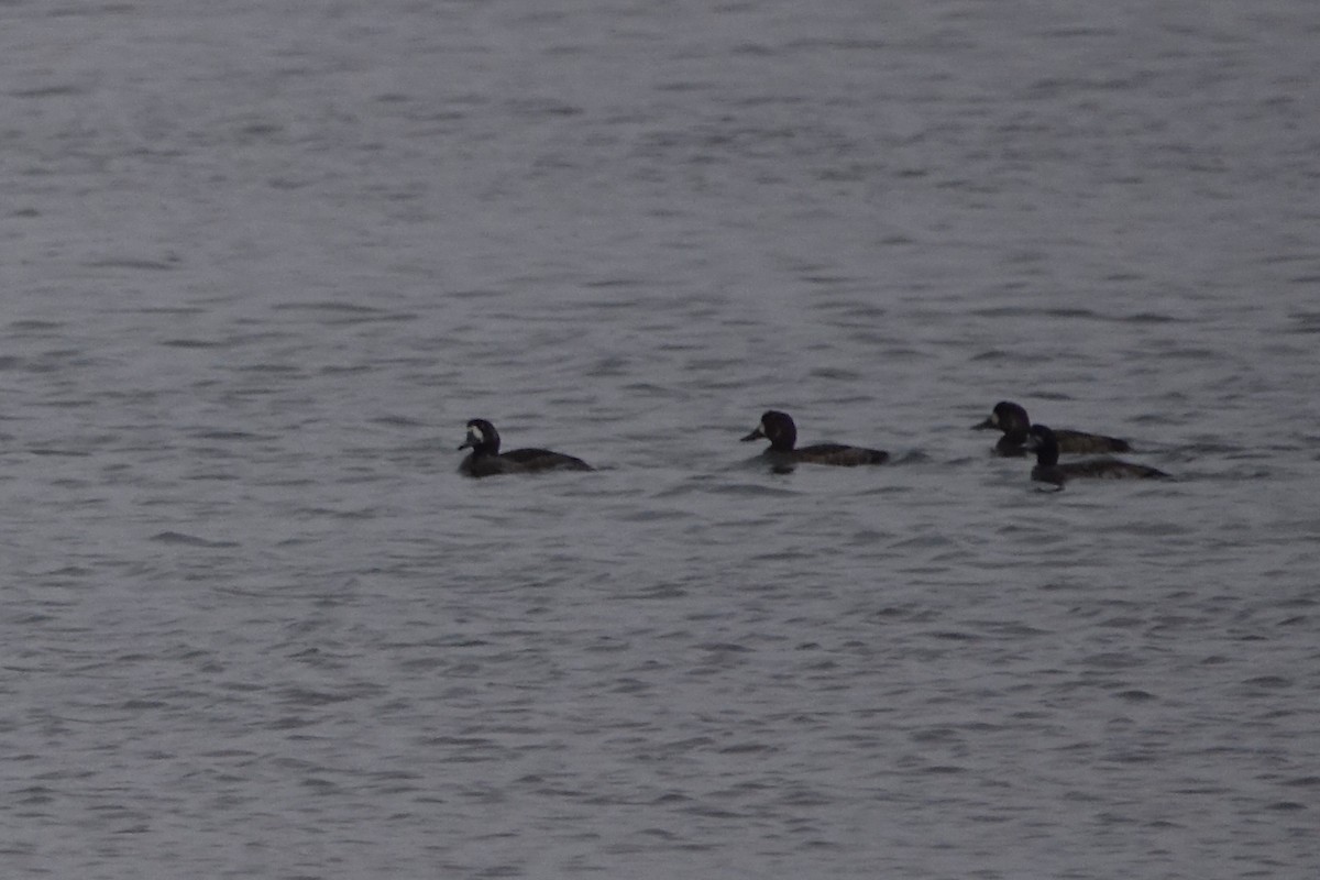 Greater Scaup - ML187731461