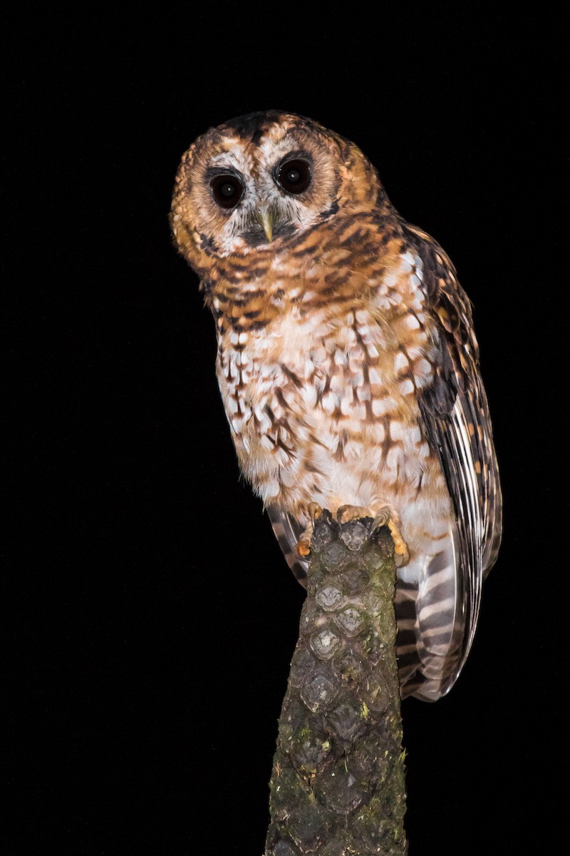 Rufous-banded Owl - ML187731581