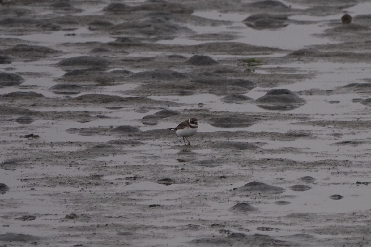 Semipalmated Plover - ML187731641