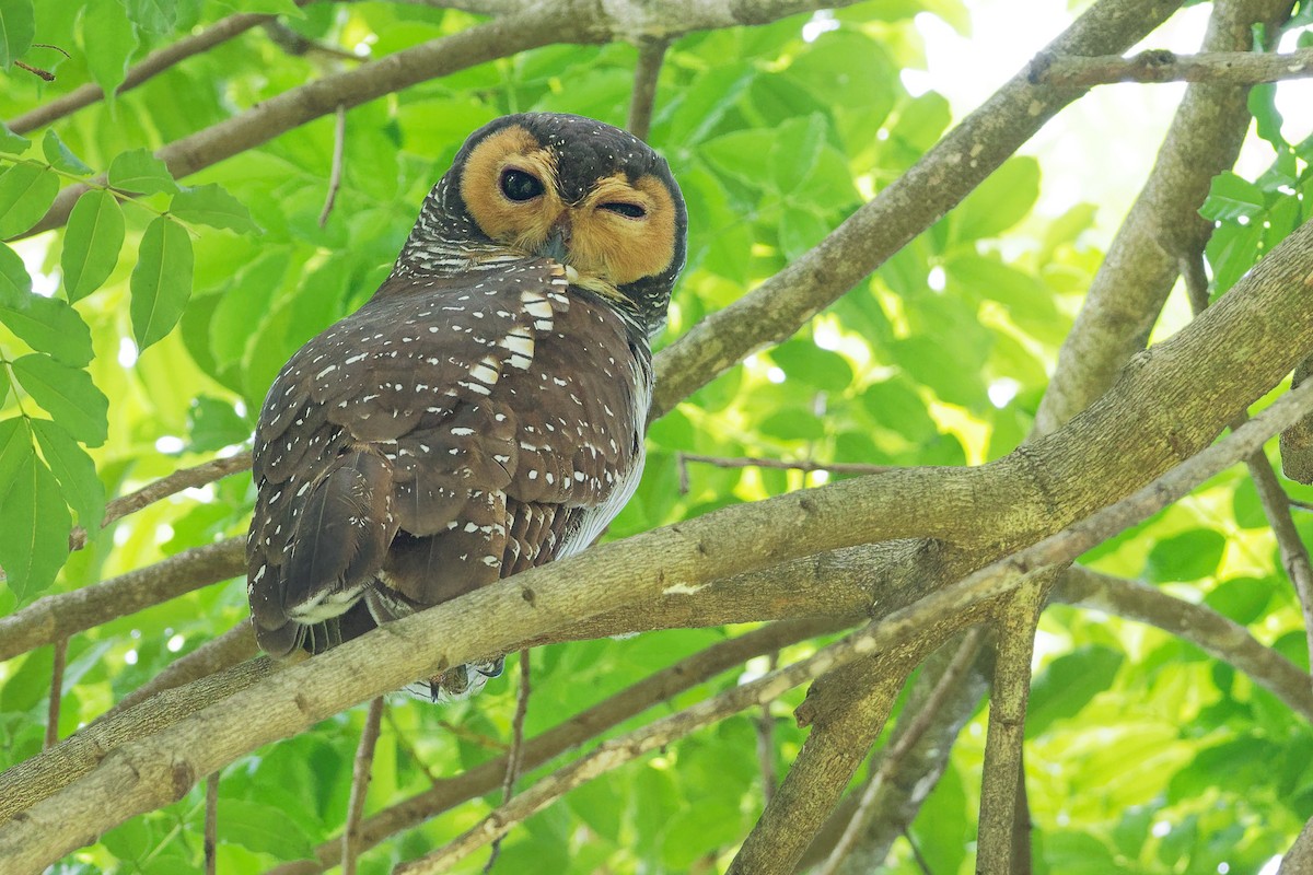 Spotted Wood-Owl - Vincent Wang
