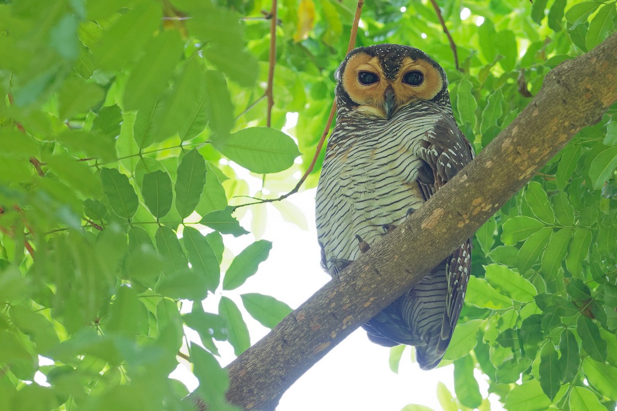 Spotted Wood-Owl - ML187734631