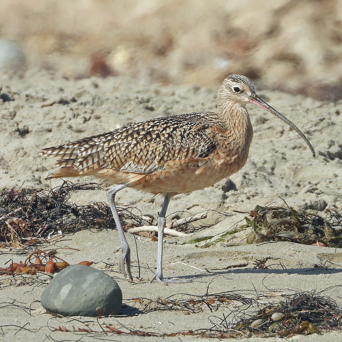 Long-billed Curlew - Peter Jungblut