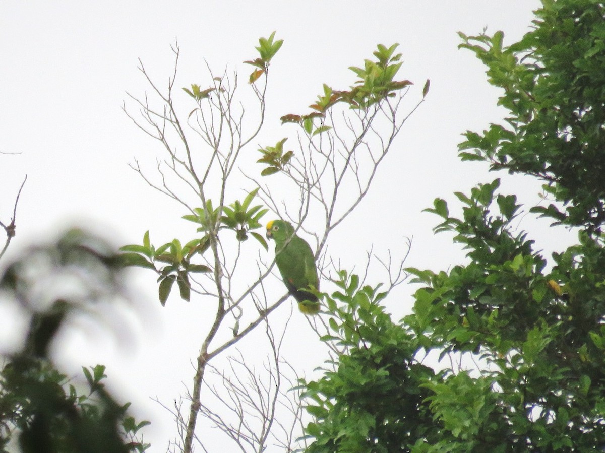 Yellow-crowned Parrot - ML187739451