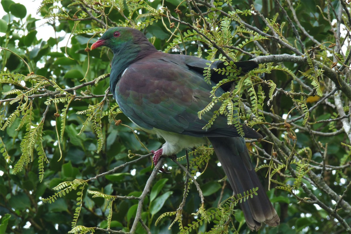 New Zealand Pigeon - ML187745701