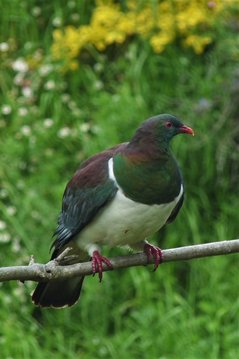 New Zealand Pigeon - ML187745751