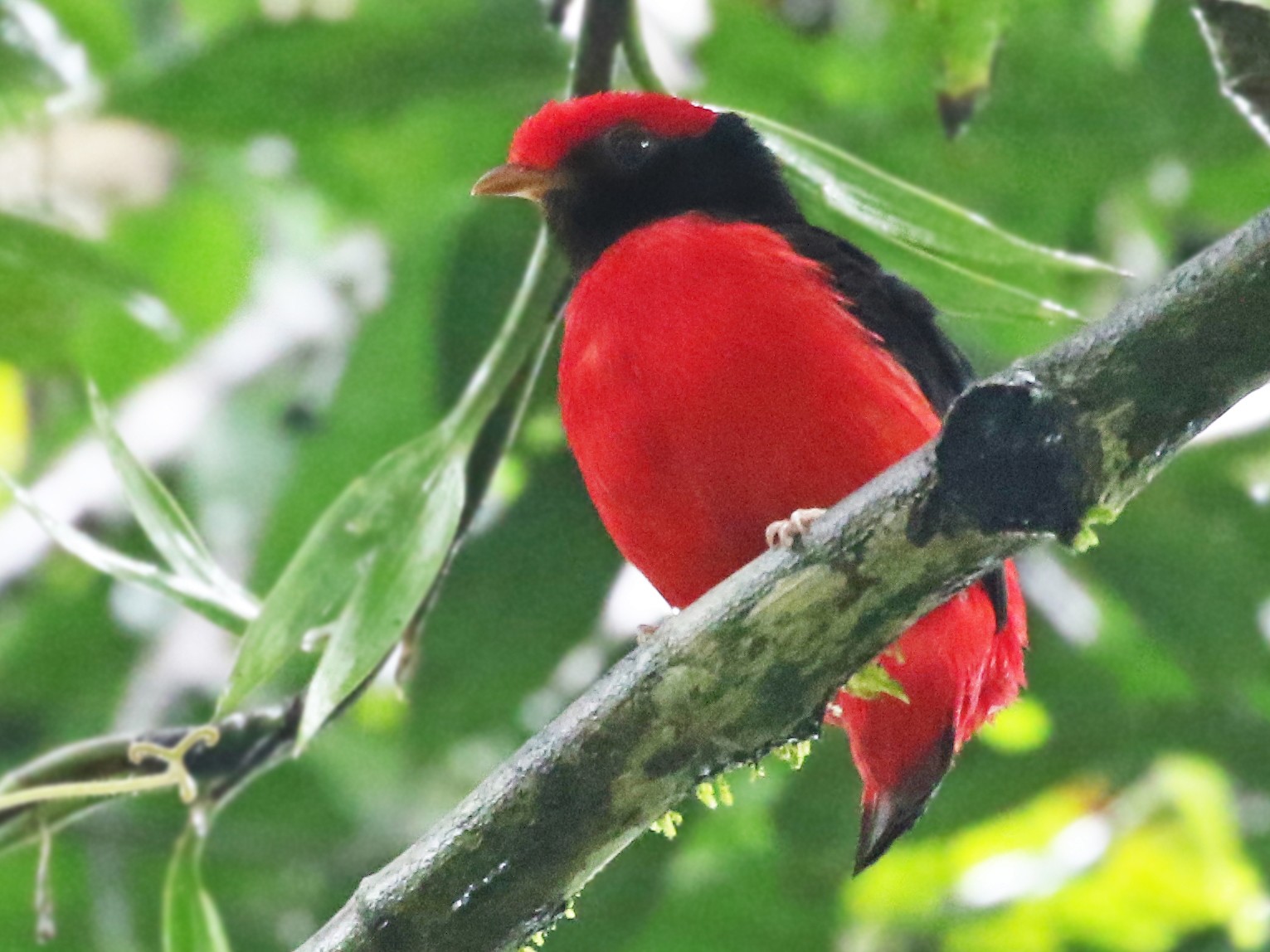 Black-necked Red-Cotinga - Andrew Spencer