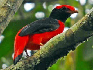 Black Necked Red Cotinga Phoenicircus Nigricollis Birds Of The World