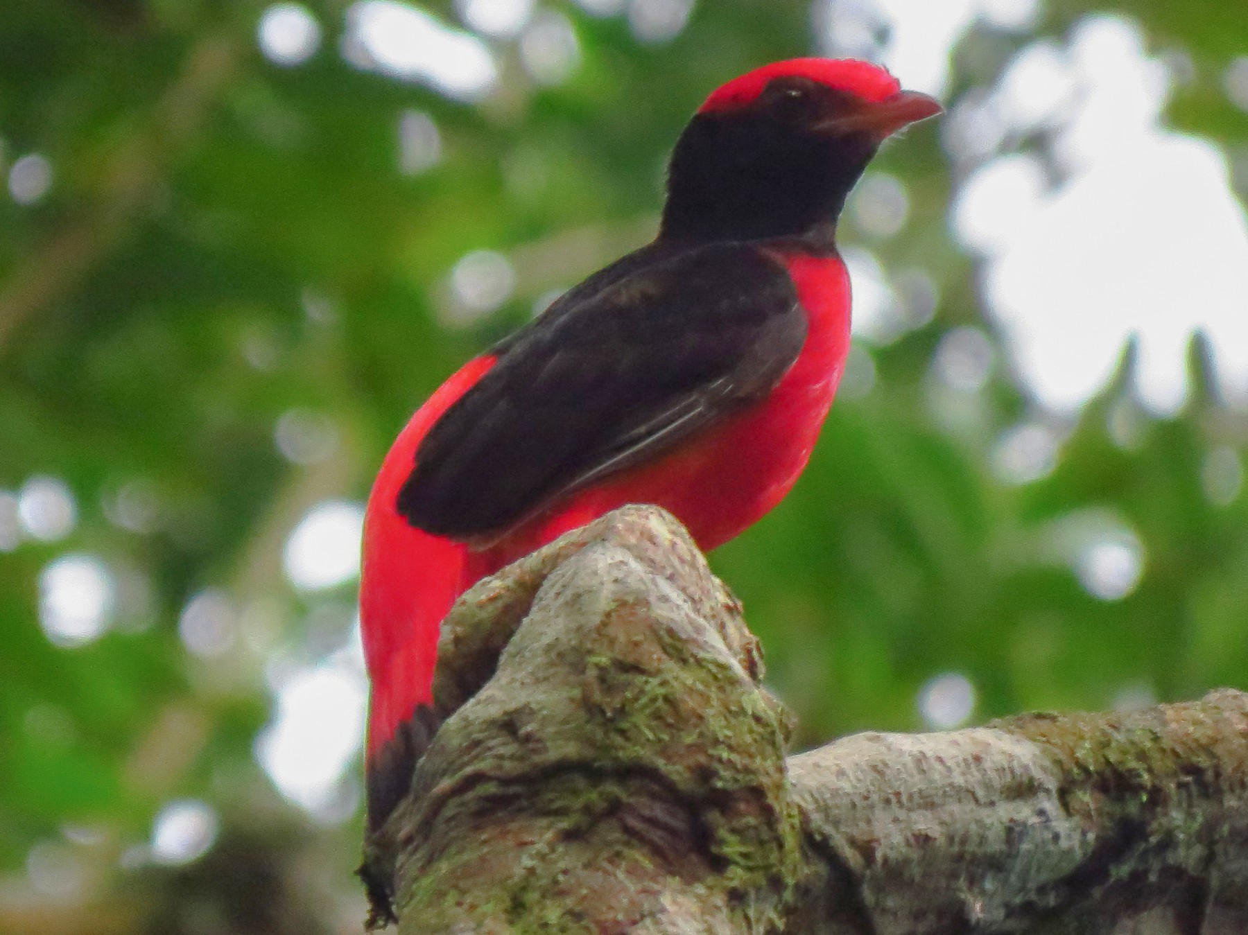 Black-necked Red-Cotinga - Jorge Muñoz García   CAQUETA BIRDING