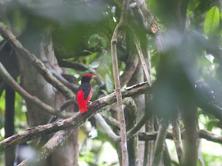 Black-necked Red-Cotinga - eBird